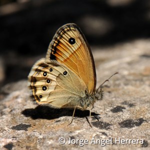 coenonympha_dorus20
