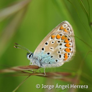 polyommatus_icarus_21_hembra