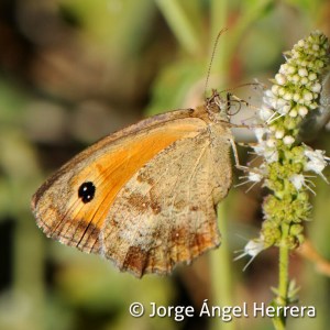 pyronia_tithonus20macho