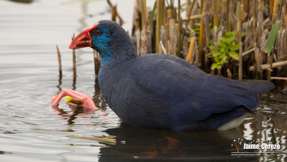 Calamon Calamón común (Porphyrio porphyrio) – Blog de Jaime Cerezo